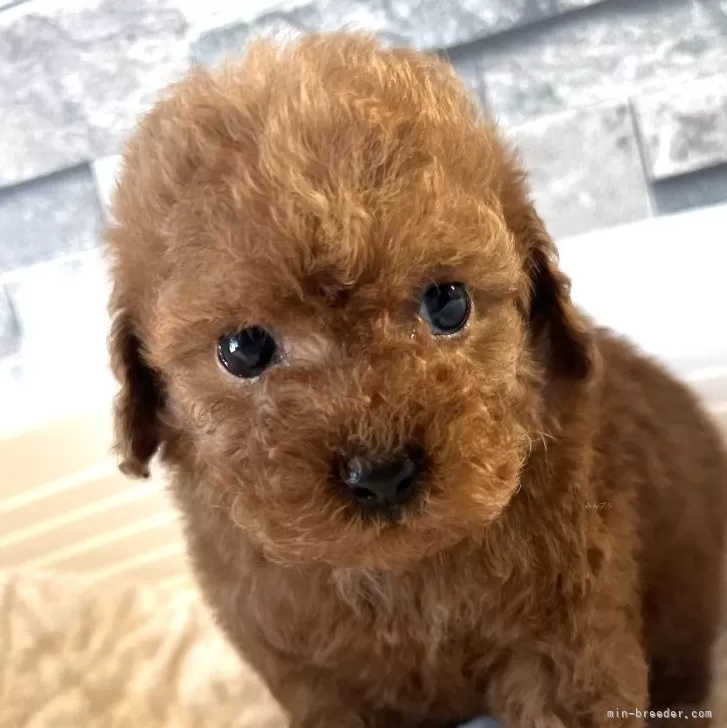 ID：2502-05408の子犬