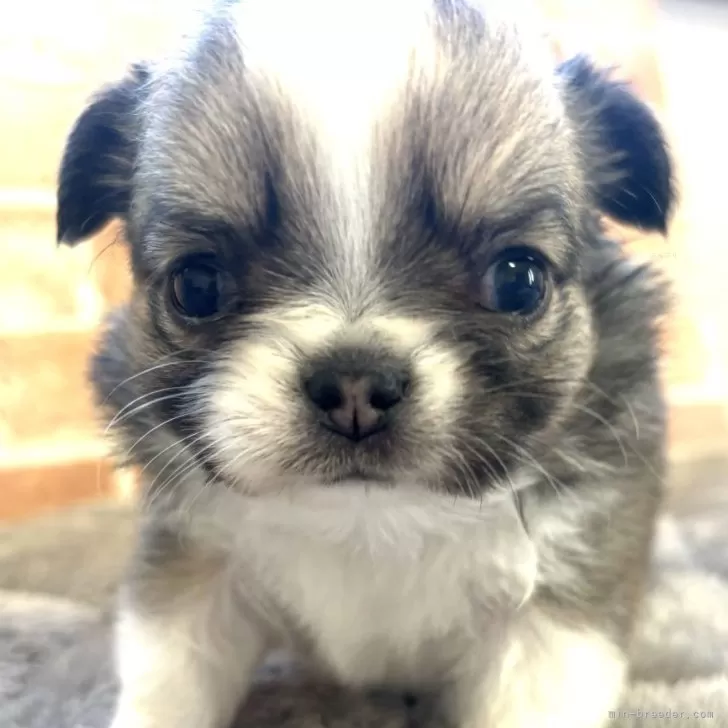 ID：2502-02556の子犬