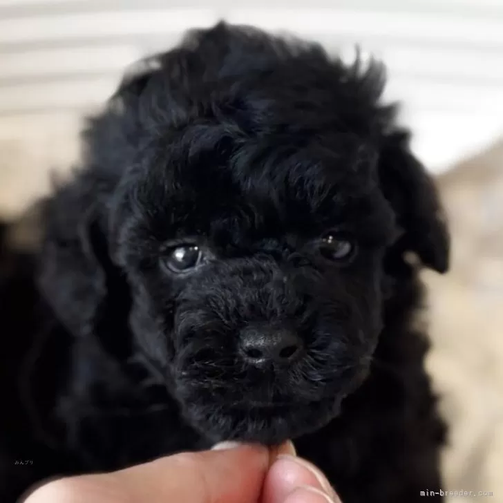 ID:2507-00065の子犬