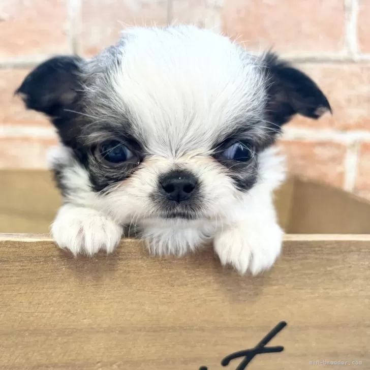ヒロ 様のお迎えした子犬