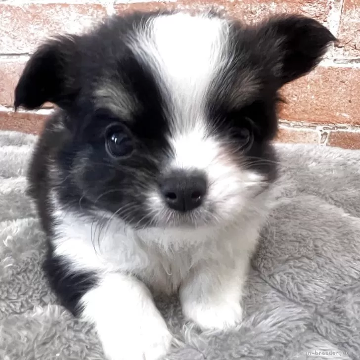 ID:2504-06235の子犬