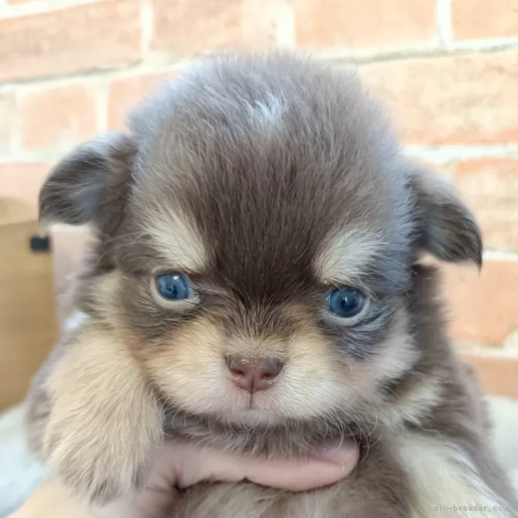 ID：2503-04553の子犬