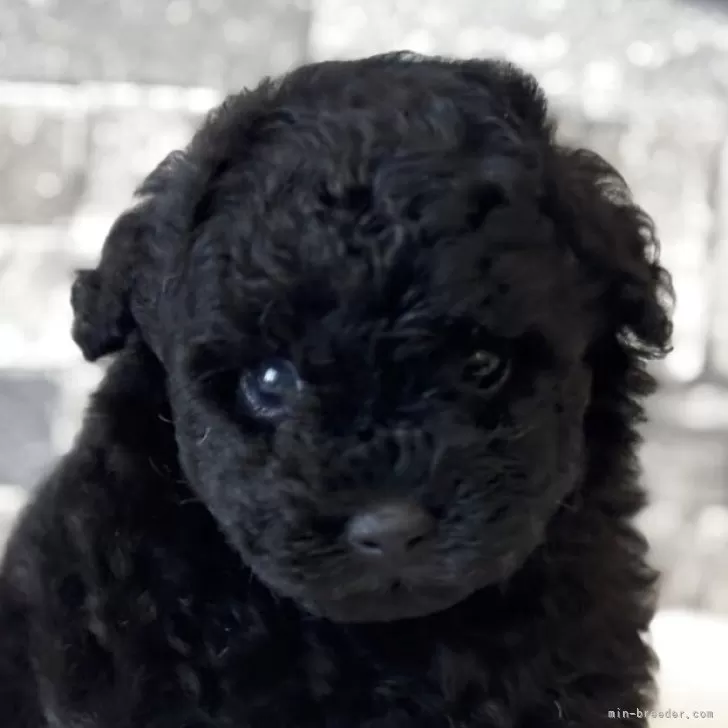ID:2506-07625の子犬