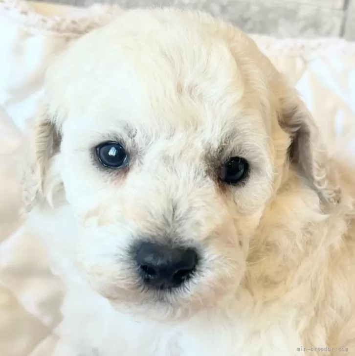 ID:2502-03190の子犬