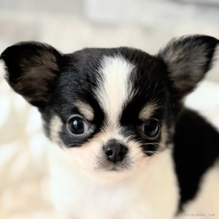 ID：2508-03323の子犬