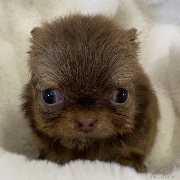 ブリーダー画像