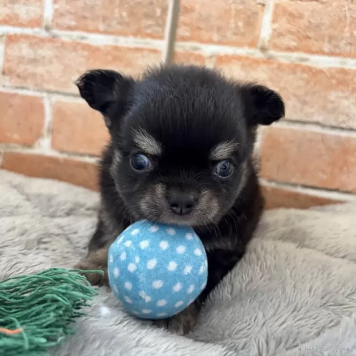 チワワ(ロング)【埼玉県・男の子・2025年11月3日・ブラックタン&amp;ホワイト】の写真1