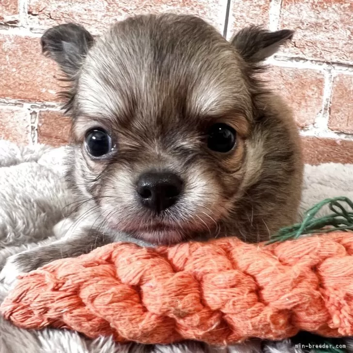 ID：2506-06150の子犬