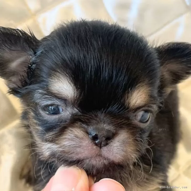 ID：2412-02447の子犬