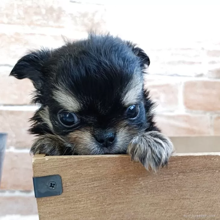 ID：2503-07567の子犬