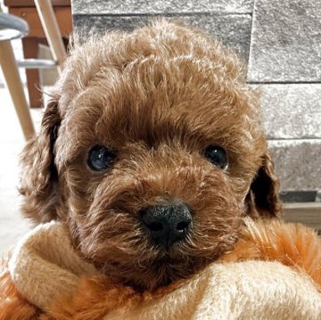 トイプードル(ティーカップ)【埼玉県・女の子・2025年5月4日・レッド】の写真「整ったお顔🥺💓」