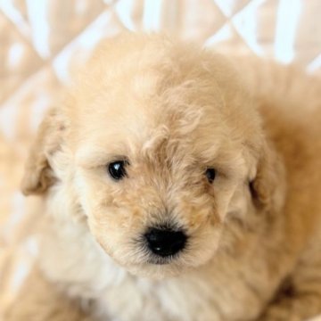 トイプードル(タイニー)【埼玉県・男の子・2025年6月11日・オレンジフォーン】の写真「健康的な可愛い仔😍」