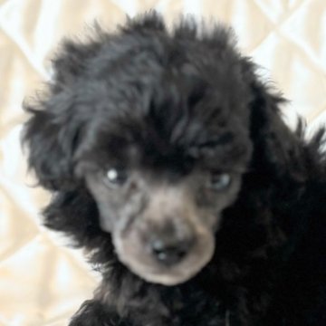 ティーカッププードル【埼玉県・女の子・2026年2月20日・グレー】の写真「ティーカッププードルの女の子💓」