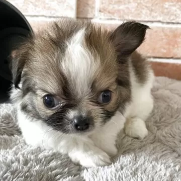 はるやん+たれ耳チワワページ dog_img_1_thumb_mob_teopcubdtz