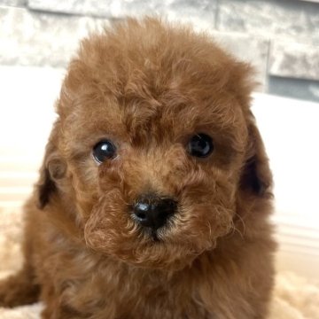 トイプードル(タイニー)【埼玉県・男の子・2024年12月25日・レッド】の写真「美形の男の子💓」