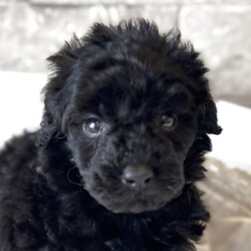 タイニープードル【埼玉県・女の子・2025年5月11日・ブラック】の写真「真っ黒の可愛いプードル🐩」