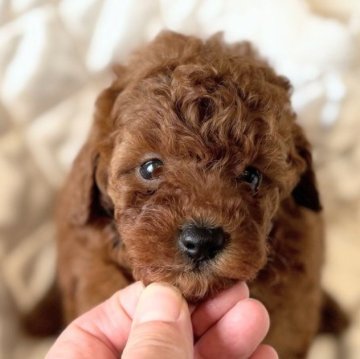 トイプードル(トイ)【埼玉県・男の子・2025年8月13日・レッド】の写真「ちょっと大ぶりのプードル🐩💕」