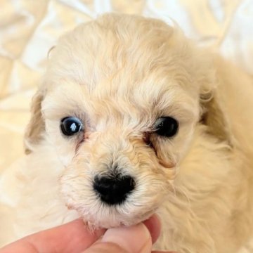タイニープードル【埼玉県・男の子・2025年7月29日・ペールフォーン】の写真「小さめプードル💓」
