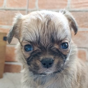 チワワ(ロング)【埼玉県・男の子・2025年3月17日・レッド】の写真「🌟イケメンチワワくん🐶」