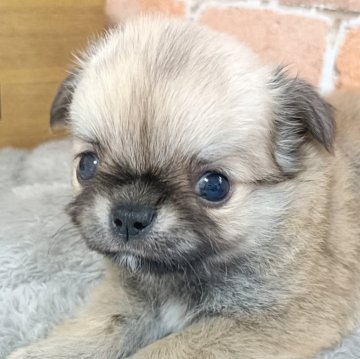 チワワ(ロング)【埼玉県・男の子・2025年4月4日・フォーン】の写真「とっても可愛い男の子🐶🩶」