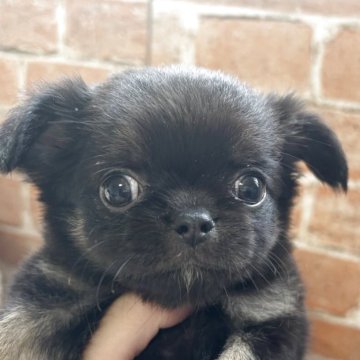 チワワ(ロング)【埼玉県・女の子・2025年3月31日・ブラックタン】の写真「小さめ可愛い女の子🐾」