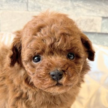 タイニープードル【埼玉県・男の子・2025年10月26日・レッド】の写真「クリクリ👀の可愛いプードル」