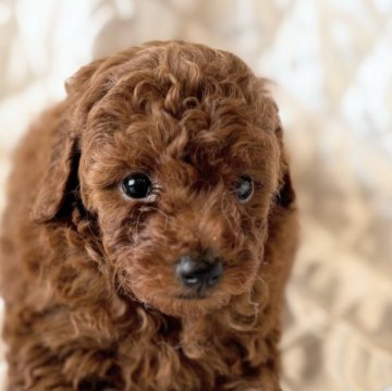 トイプードル(タイニー)【埼玉県・女の子・2025年8月13日・レッド】の写真「小ぶりな可愛いプードル🐩💕」