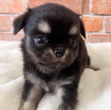 チワワ(ロング)【埼玉県・男の子・2025年10月8日・ブラックタン】の写真「元気でやんちゃな男の子💞」