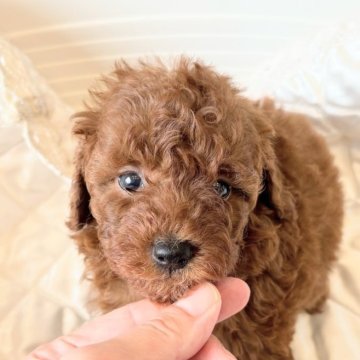 トイプードル(トイ)【埼玉県・女の子・2025年8月13日・レッド】の写真「デカプーのかわい子ちゃん🐷💓」