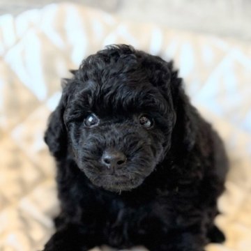 タイニープードル【埼玉県・男の子・2025年8月18日・ブラック】の写真「可愛い顔のプードル君🐩」