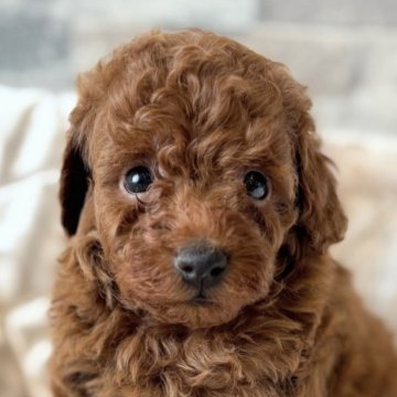 タイニープードル【埼玉県・男の子・2025年8月12日・レッド】の写真「真っ赤はカラーのプードル君😃」