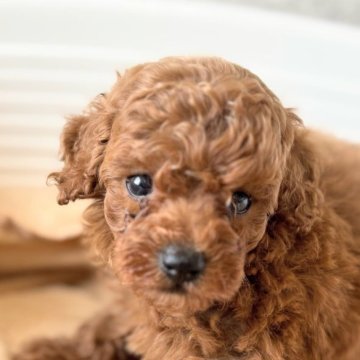トイプードル(タイニー)【埼玉県・男の子・2025年8月8日・レッド】の写真「可愛い顔のプードル君🐩」