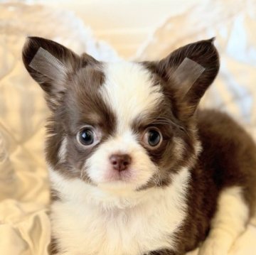 チワワ(ロング)【埼玉県・女の子・2025年8月27日・チョコレートタン&ホワイト】の写真「成長の過程が可愛いすぎる」