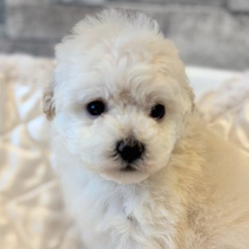 タイニープードル【埼玉県・女の子・2025年10月3日・ホワイト】の写真「真っ白なかわいこちゃん💓」