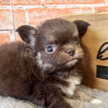 チワワ(ロング)【埼玉県・男の子・2025年9月13日・チョコレートタン&ホワイト】の写真「可愛い男の子💙👍」