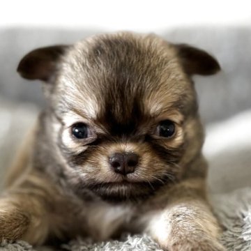 チワワ(ロング)【埼玉県・男の子・2025年6月3日・フォーン】の写真「激カワのチワワボーイ🐶」