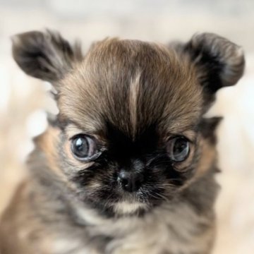 チワワ(ロング)【埼玉県・女の子・2025年9月5日・レッド&ホワイト】の写真「短足の足が可愛い❤️」