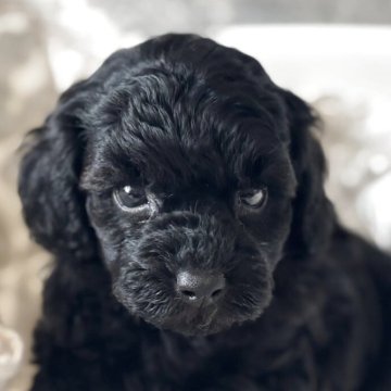 タイニープードル【埼玉県・男の子・2025年5月5日・ブラック】の写真「真っ黒の可愛いプードル🐩」