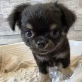 チワワ(ロング)