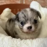 チワワ(ロング)