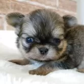 チワワ(ロング)