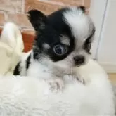 チワワ(ロング)