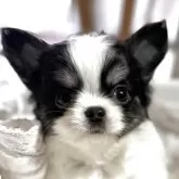 チワワ(ロング)