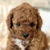 トイプードル(トイ)