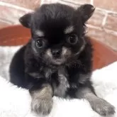 チワワ(ロング)