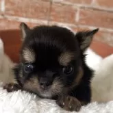 チワワ(ロング)