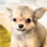 チワワ(ロング)