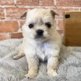 チワワ(ロング)