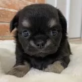 チワワ(ロング)