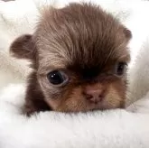 チワワ(ロング)